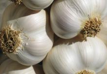 Pure white  Garlic s