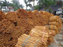  cinnamon   stick  and powder for sale