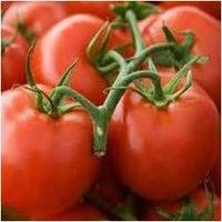 fresh quality tomatoes