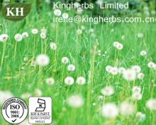  Dandelion   Extract  Flavones.