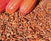 High Quality Dried Cocoa Beans