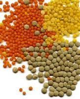  Best  Quality Lentils