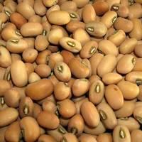 Cowpea