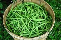 Fresh Green Beans