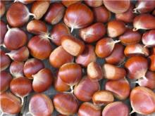 New Chestnut