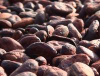 Cocoa beans