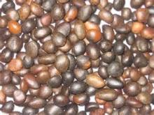 Palm Kernel Nut