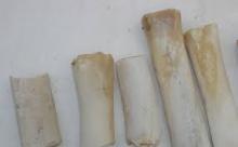 Export  Cow   Bone s