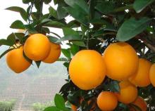 Naval Oranges and Valencia Oranges