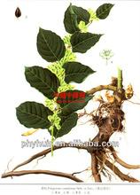 resveratrol 20% resveratrol 80%