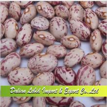 Dry Light Speckled Kidney Beans Xinjiang Origin Round Shape