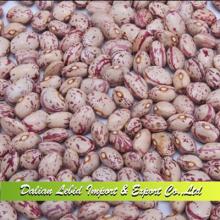Round Shape Light Speckled Kidney Beans Xinjiang Origin 2014 Crop