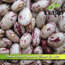 Export Dry Kidney Bean American Type Round Shape 2014 Crop