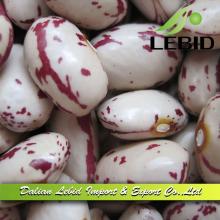 2014 Crop High Quality  Wholesale  LSKB American Type