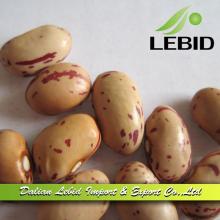 LSKB American Type 2014 Crop High Quality Wholesale