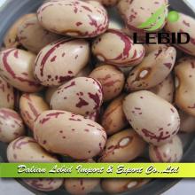 New Crop Light Speckled Kidney Beans, American Round Shape Beans for Sale