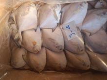 fresh super quality  silver   pomfret , gutted  pomfret 