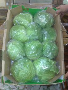  fresh   lettuce 