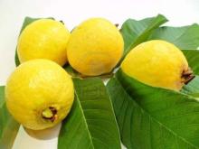 fresh guava