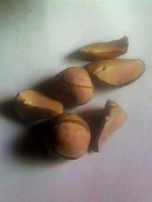 african kola nuts