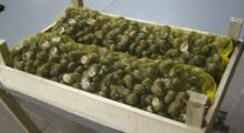 Helix  Aspersa  Muller  snail s