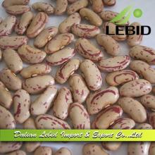Light Speckled Kidney Beans, LSKB   Long   Shape  2014 Crop