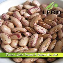 Pinto Beans Long Shape 2014 New Crop