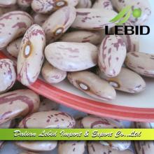 Pinto Beans Price Hot Sale 2014 Crop