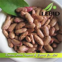 Cooking Pinto Beans Long Shape Good Quality 2014 Crop