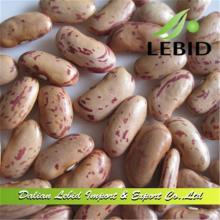 2014 New Crop Long Shape Light Speckled Kidney Beans On Sale