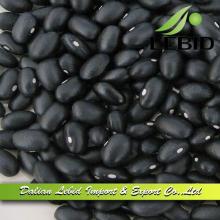 Black  Dry   Beans  Price For Sale 2014 Crop
