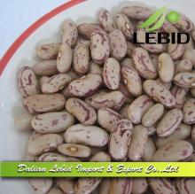 2014 Crop Mature Light Speckled Kidney Beans wholesale Good Quality