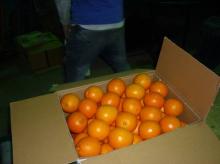  Navel   Orange 