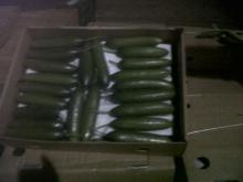  Fresh   Cucumber 