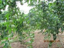 Passion fruits