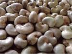 Raw  Cashew   Nut 