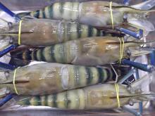 FROZEN SCAMPI