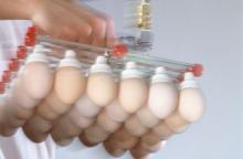 Cobb & Ross Hatching Eggs