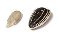 Sun Flower Seeds