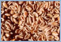 Psyllium Seeds,Psyllium Husk,Psyllium Husk Powder,Psyllium Seeds Powder