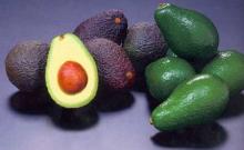 Fresh Avocado