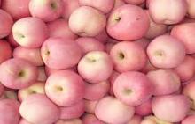 FRESH fuji apple