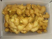 export  fresh   ginger   whole  hot sale