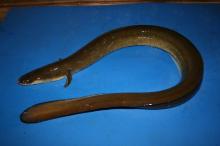 Glass Eel Anguilla Bicolor Marmorata Malaysia Glass Eel Pacifica Bicolor Marmorata Price Supplier 21food