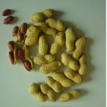 roasted peanut in shell