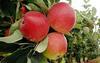 Fresh Theopile Agro Apple In Stock