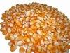 Yellow Corn Fresh and Dried Grains