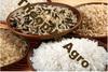 High Quality Jasmine Rice for Export