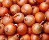 Fresh Harvested  Onion s for Sale : Mixed