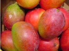 Fresh Mangoes